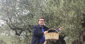 Dünya Zeytin Ağacı Günü Manisa’da Buruk Geçti