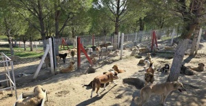 İlçelerdeki sahipsiz köpekler toplanıyor
