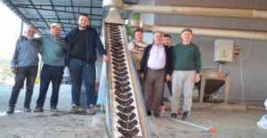 İlçenin Tek Zeytinyağı Fabrikası Sezona Hızlı Bir Giriş Yaptı