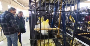 bManisada 3 bin kanarya yarıştı/b