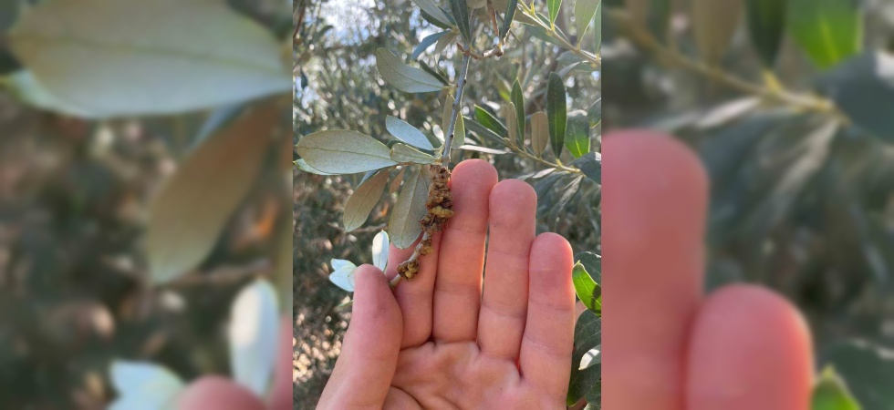 Salihli’de üreticilere zeytin dal kanseri uyarısı