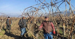 Sarıgöl’de bağ budama işçi ücretleri belli oldu