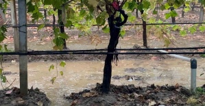 Sarıgöl’de özlenen yağışlar çiftçinin yüzünü güldürdü