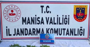 Üzüm bağında kenevir ele geçirildi