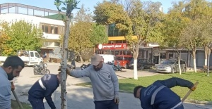 YUNUSEMRE’DE AĞAÇLANDIRMA ÇALIŞMALARI SÜRÜYOR