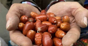 bAlaşehirde iğde ağaçlarının.../b