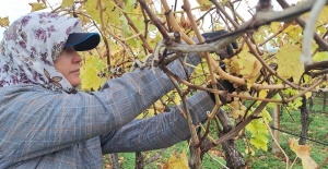 Bağda kalan üzümler ev ekonomisine can suyu oluyor