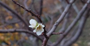 İnatçı erik soğukta çiçek açtı