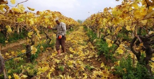 Kartpostallık görüntüler eşliğinde Sarıgöl’de budama çalışmaları sürüyor