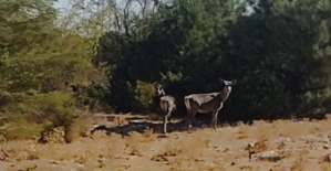 Kızıl geyikler aylar sonra Spil Dağı’nda yeniden görüntülendi