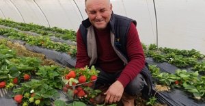 Köprübaşı'nda Kış Mevsiminde Üretilen Çileğe Yoğun Talep Var