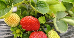 bKöprübaşında kış çileği.../b