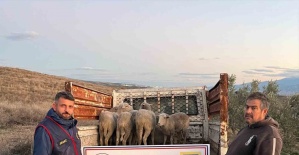 Manisa’da çalınan koyunlar, jandarma tarafından bulundu