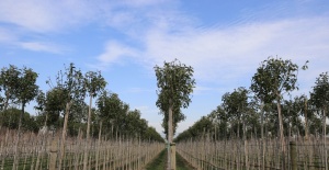 Muradiye Fidanlığı geleceğe nefes olmaya devam ediyor