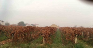 Sağanak yağmur çiftçileri sevindirdi