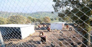 Sahiplendiği iki köpeği sokağa atan şahsa 172 bin TL ceza