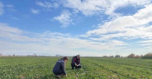 Salihli’de kışlık sebzelerde hastalık ve zararlılara karşı kontroller sürüyor