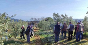 Salihli’de ücretsiz zeytin budama kursu başlıyor
