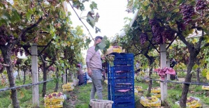 Sarıgöl’de üzüm hasadı devam ediyor