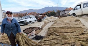 Selendi’de tütünde hasat bitti, kolileme mesaisi başladı
