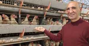 Simav’ın Kuşu Beldesinde 16 Bin Tavukla Yumurta Üretimi Başladı
