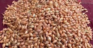 bSoğan üreticilerine ‘Dikim zamanı.../b