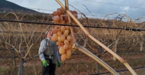 Soğukta budanan bağlardan işçilere tatlı sürpriz