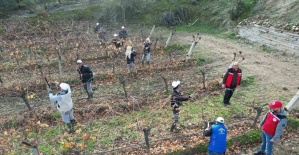 Üzüm bağlarında doğru budama için yerinde eğitim