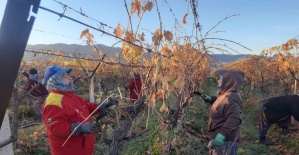 Üzüm bağlarında kadın istihdamı artıyor