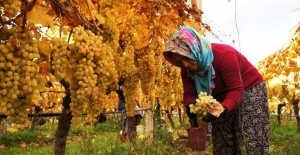 Üzüm hasadında sona yaklaşıldı