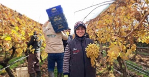 Yeni yıl üzümleri yola çıkmaya başladı
