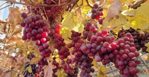 Yeni yılın üzümleri depodan değil bağdan