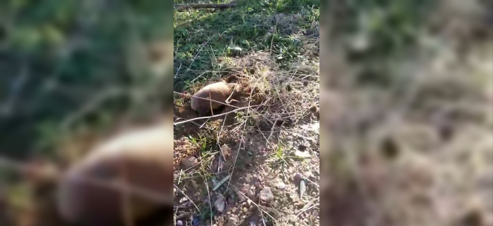 Yer altının gizemli canlısı Manisa’da ortaya çıktı