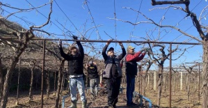 Alaşehir’de yağmur ve kar çiftçiye umut oldu