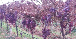 Sarıgöl’de 2025 yılı üzümleri dalında bekletip 2026’nın ilk günü hediye etti