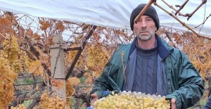 bSarıgölde üzüm hasadında sona.../b