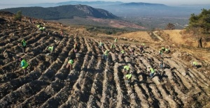 Akhisar’da yanan alanlar yeniden yeşeriyor: 2 milyon 325 bin fidan toprakla buluşacak