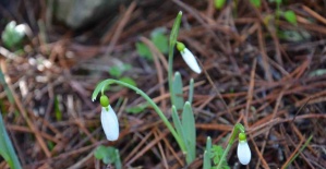 bBu çiçeği koparmanın bedeli dudak.../b