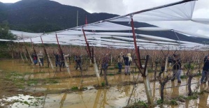 Göle dönen bağlarda budama mücadelesi