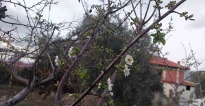 Sarıgöl’de ağaçlar çiçek açtı, dağlar mantar doldu