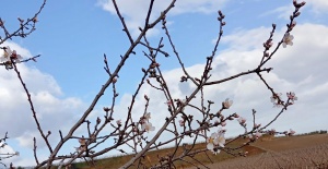 Sarıgöl’de badem ağaçları çiçek...