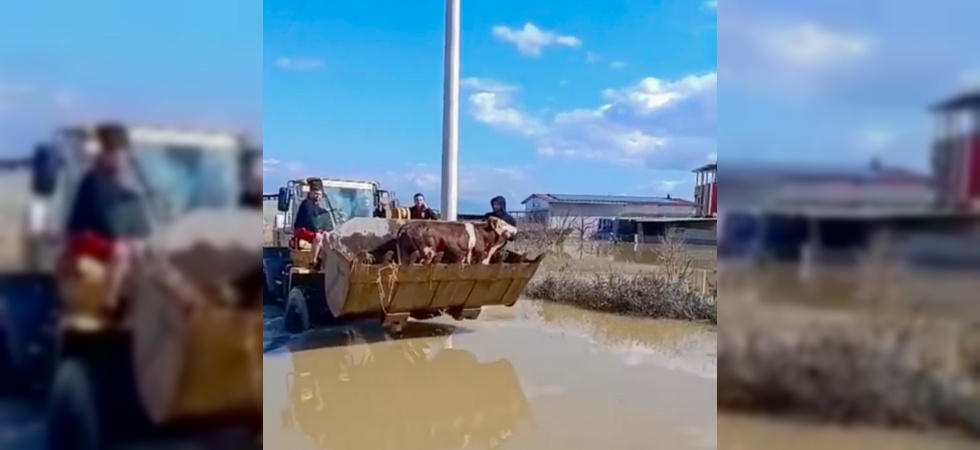 Selde mahsur kalan inekler boğulmaktan kurtarıldı