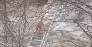 Turgutlu’da derede mahsur kalan köpek kurtarıldı