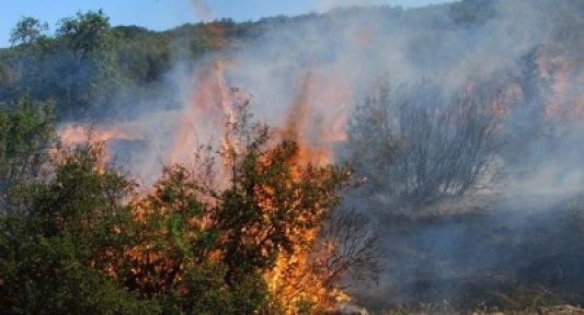  Turgutlu'da Orman Yangını