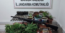 Saruhanlı’da 403 kök kenevir ele geçirildi