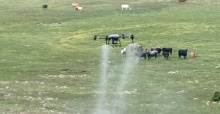 Büyükşehirden çekirgeye karşı dron ile mücadele