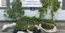 Sazlıkların arasında kenevir ve esrar ele geçirildi