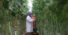 Türkiye’nin jeotermal sera alanı yüzde bin 500 büyüyebilir