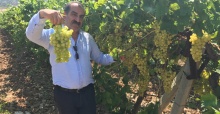Sultani çekirdeksiz üzüm ihracatta ilk sırada