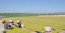 Erkenci üzümde hem hasat hem kurutma başladı